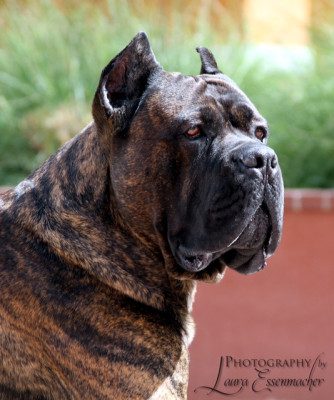 Silver GCH Epic Diesel of CastleGuard, CGC, CA, TT, RATN