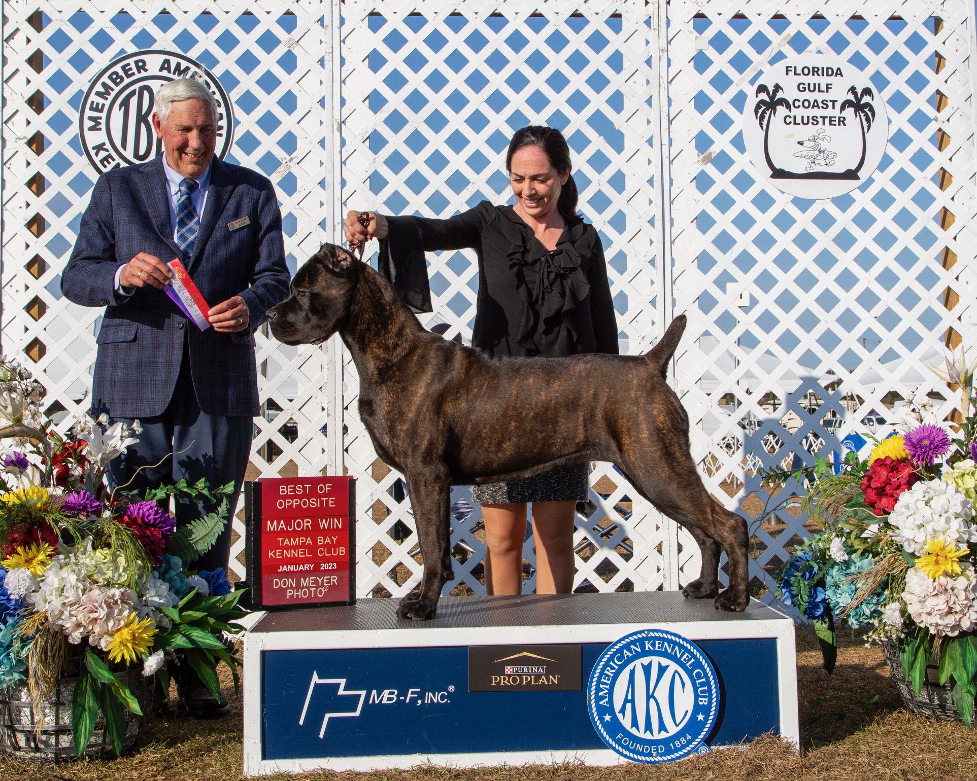 Beautiful cane corso Acadia receiving award