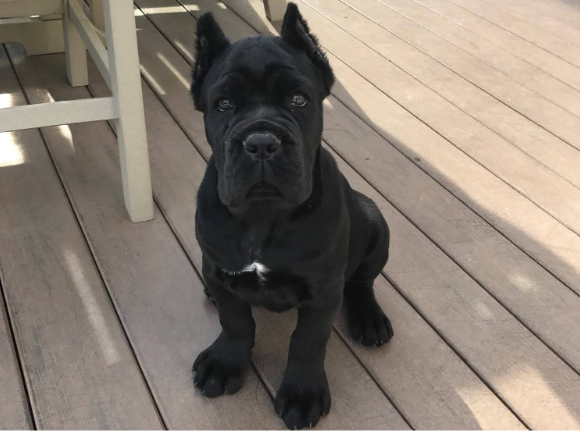 lovely cane corso puppy sits on a deck looking at the camera