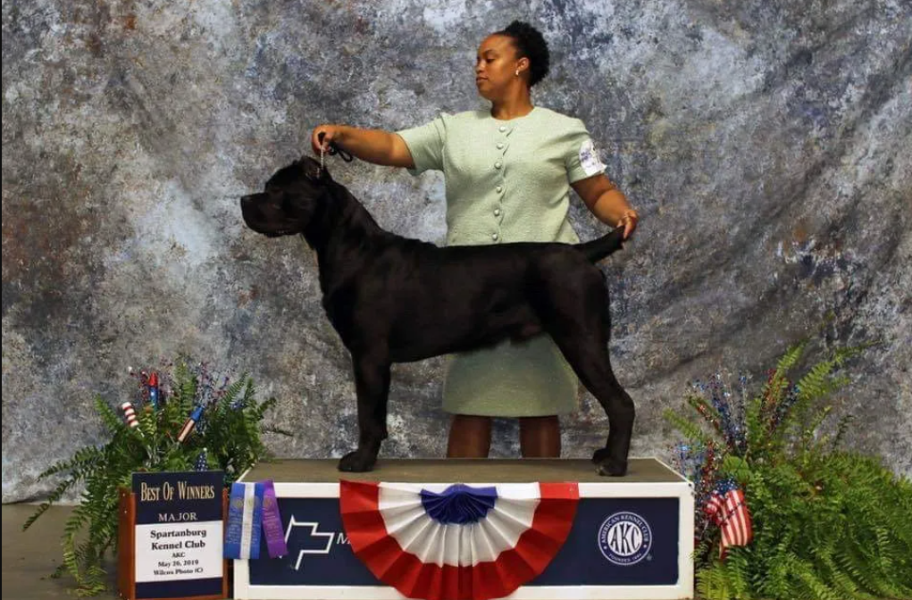 Male Cane Corso winning a show award