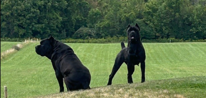 2 cane corso dogs in a field